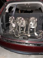 Cane Corso Puppies for sale in Statesboro, GA 30458, USA. price: NA