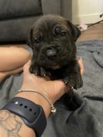 Cane Corso Puppies for sale in Lewis McChord, WA 98439, USA. price: NA