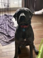 Cane Corso Puppies for sale in Forks Township, PA 18040, USA. price: NA