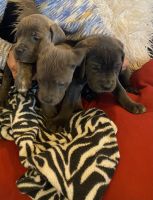 Cane Corso Puppies for sale in Queen Creek, AZ 85142, USA. price: NA