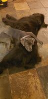 Cane Corso Puppies for sale in Nunica, MI 49448, USA. price: NA