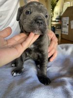 Cane Corso Puppies for sale in Los Angeles, CA, USA. price: NA