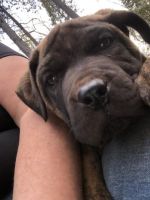 Cane Corso Puppies for sale in Shingle Springs, CA 95682, USA. price: NA
