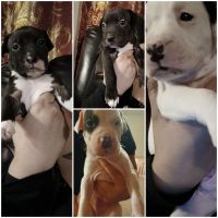 Cane Corso Puppies for sale in Union City, PA 16438, USA. price: NA