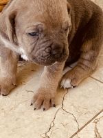 Cane Corso Puppies for sale in Richmond, CA, USA. price: NA