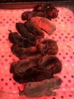 Cane Corso Puppies for sale in 276 Solon Rd, Bedford, OH 44146, USA. price: NA