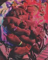 Cane Corso Puppies for sale in Annville, PA, USA. price: NA