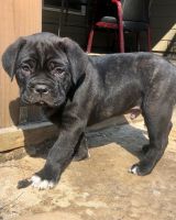 Cane Corso Puppies for sale in Powder Springs, GA 30127, USA. price: NA