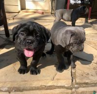 Cane Corso Puppies for sale in Powder Springs, GA 30127, USA. price: NA