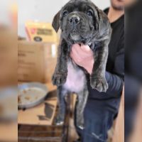 Cane Corso Puppies for sale in Wanaque, NJ, USA. price: NA