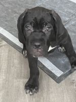 Cane Corso Puppies for sale in Livingston, TX 77351, USA. price: NA