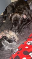 Cane Corso Puppies for sale in Flint, MI, USA. price: NA