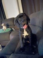 Cane Corso Puppies for sale in Livingston, TX 77351, USA. price: NA