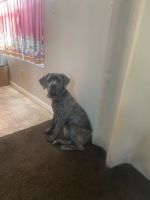 Cane Corso Puppies for sale in Indianapolis, IN, USA. price: NA