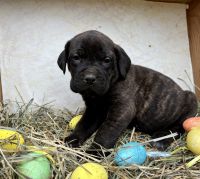 Cane Corso Puppies for sale in Terrace Heights, WA 98901, USA. price: NA