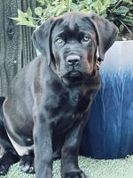 Cane Corso Puppies for sale in Tracy, CA, USA. price: NA