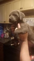 Cane Corso Puppies for sale in Elyria, OH 44035, USA. price: NA