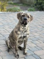 Cane Corso Puppies for sale in Summerville, SC 29486, USA. price: NA