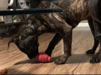 Cane Corso Puppies for sale in Bedford, TX 76021, USA. price: NA