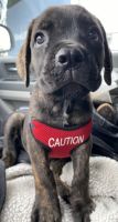 Cane Corso Puppies for sale in Clermont, FL, USA. price: NA