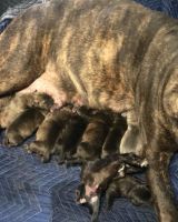 Cane Corso Puppies for sale in 276 Solon Rd, Bedford, OH 44146, USA. price: NA