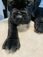 Cane Corso Puppies for sale in Charlotte, NC, USA. price: NA