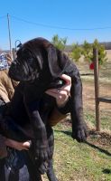 Cane Corso Puppies for sale in Haskell, OK 74436, USA. price: NA