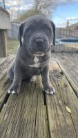 Cane Corso Puppies for sale in Sherwood, AR, USA. price: NA
