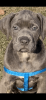 Cane Corso Puppies for sale in Charlotte, NC, USA. price: NA