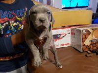 Cane Corso Puppies for sale in 8507 Fremont St, New Carrollton, MD 20784, USA. price: NA