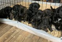 Cane Corso Puppies for sale in Belleville, MI 48111, USA. price: NA