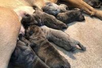 Cane Corso Puppies for sale in Roebuck, SC, USA. price: NA