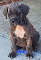 Cane Corso Puppies for sale in Anaheim, CA, USA. price: NA