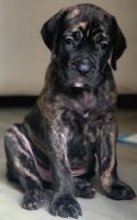 Cane Corso Puppies for sale in Greeley, CO, USA. price: NA