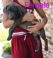 Cane Corso Puppies for sale in Grand Prairie, TX 75052, USA. price: NA