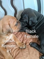 Cane Corso Puppies for sale in Sumner, IA 50674, USA. price: NA