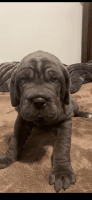 Cane Corso Puppies for sale in 59-02 70th St, Queens, NY 11378, USA. price: NA