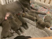 Cane Corso Puppies for sale in West Pittston, PA 18643, USA. price: NA