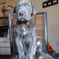 Cane Corso Puppies for sale in Grand Prairie, TX 75052, USA. price: NA