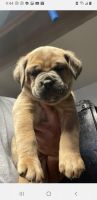 Cane Corso Puppies for sale in 5895 Jesse Dr, San Bernardino, CA 92407, USA. price: NA