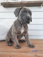 Cane Corso Puppies for sale in Minneapolis, MN, USA. price: NA