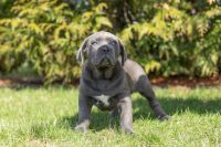 Cane Corso Puppies for sale in Bourbon, IN 46504, USA. price: NA