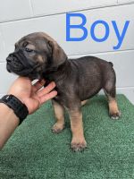 Cane Corso Puppies for sale in Lakeland, FL, USA. price: NA