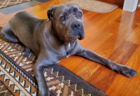 Cane Corso Puppies for sale in Greenbrier, AR 72058, USA. price: NA