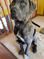 Cane Corso Puppies for sale in Coolbaugh Township, PA, USA. price: NA