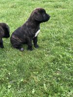 Cane Corso Puppies for sale in Mahoning County, OH, USA. price: NA