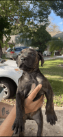Cane Corso Puppies for sale in Kissimmee, FL, USA. price: NA