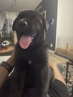 Cane Corso Puppies for sale in Steele Creek, Charlotte, NC, USA. price: NA