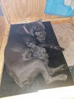 Cane Corso Puppies for sale in Jacksonville, FL 32218, USA. price: NA