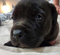 Cane Corso Puppies for sale in Redding, CA, USA. price: NA